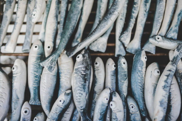 Sardina